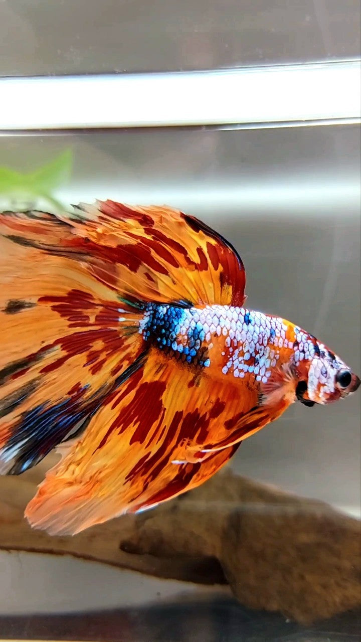 XL HALFMOON DELTA SUPER FIRE MULTICOLOR BETTA FISH