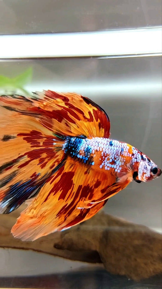 XL HALFMOON DELTA SUPER FIRE MULTICOLOR BETTA FISH