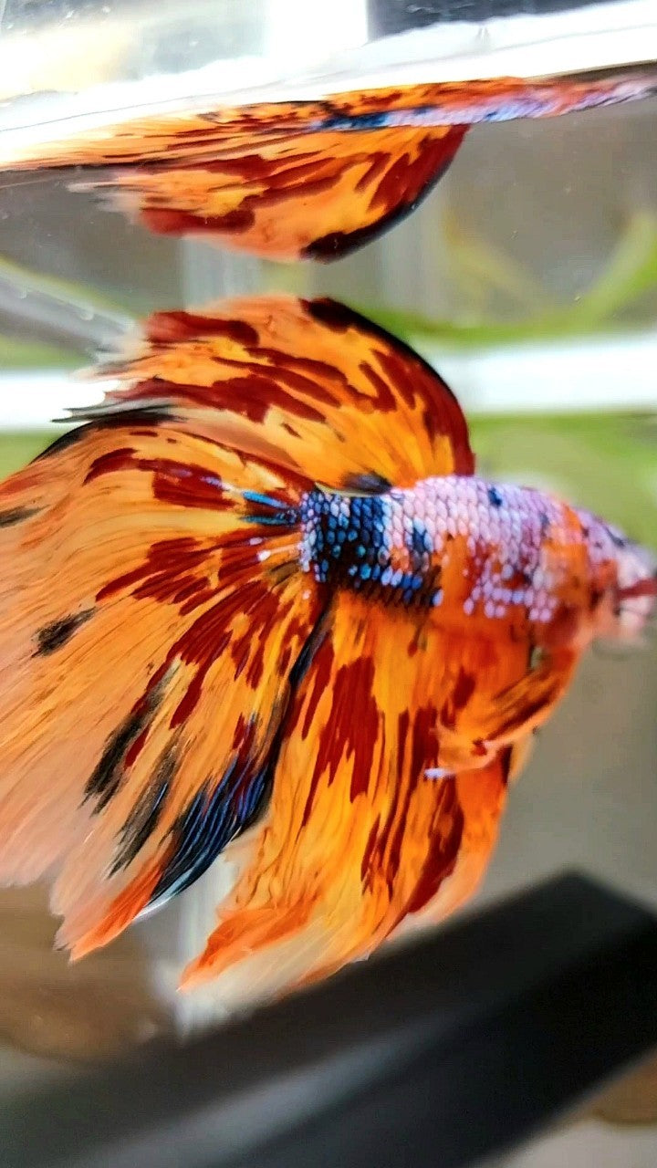 XL HALFMOON DELTA SUPER FIRE MULTICOLOR BETTA FISH