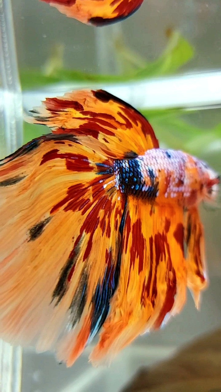 XL HALFMOON DELTA SUPER FIRE MULTICOLOR BETTA FISH