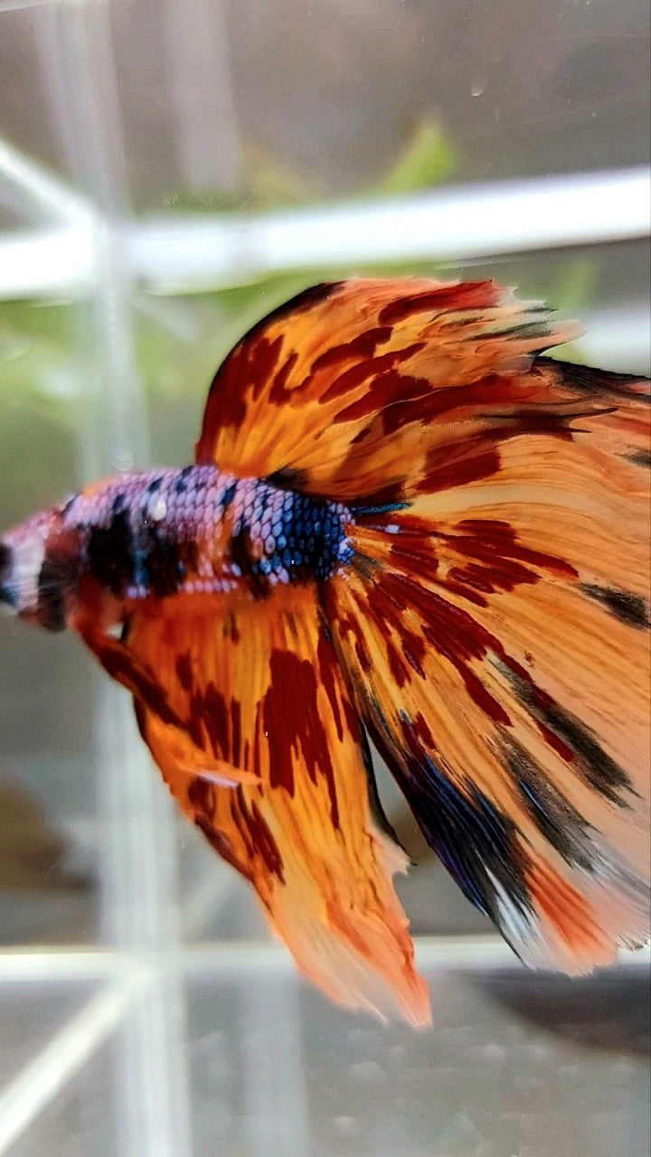 XL HALFMOON DELTA SUPER FIRE MULTICOLOR BETTA FISH