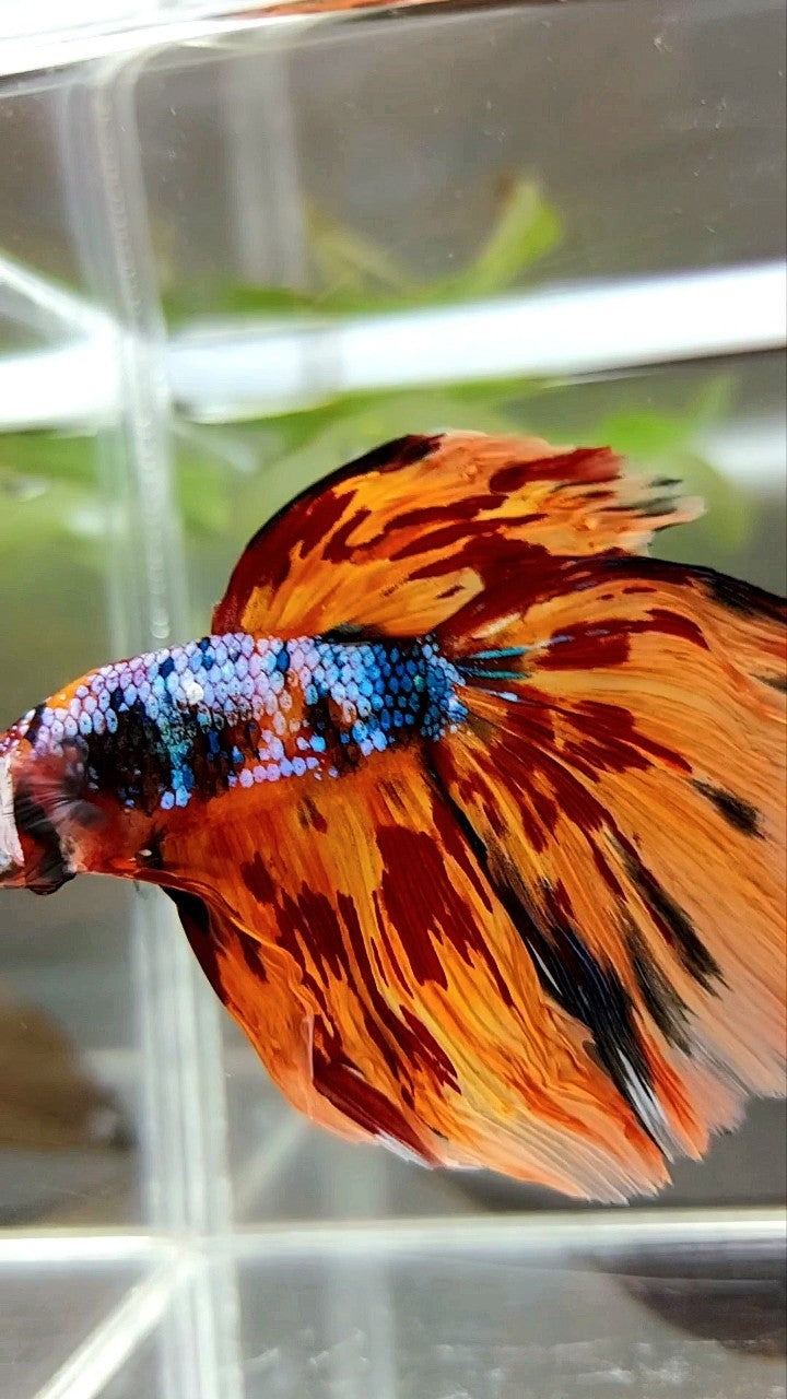 XL HALFMOON DELTA SUPER FIRE MULTICOLOR BETTA FISH