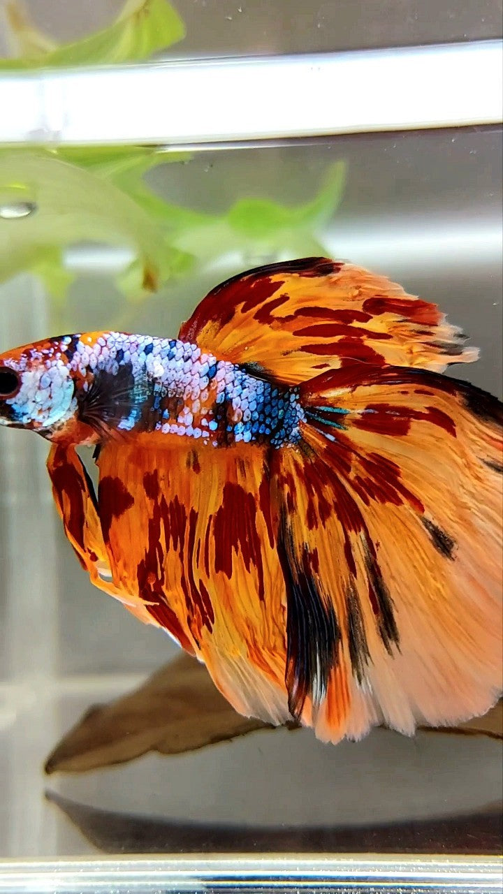 XL HALFMOON DELTA SUPER FIRE MULTICOLOR BETTA FISH