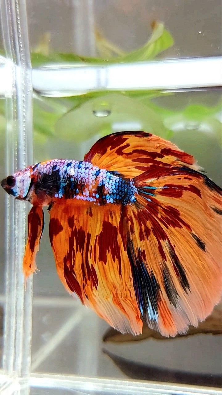 XL HALFMOON DELTA SUPER FIRE MULTICOLOR BETTA FISH