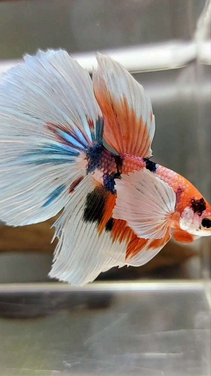 HALFMOON SUPER DUMBO EAR CANDY MEHRFARBIGER BETTA-FISCH