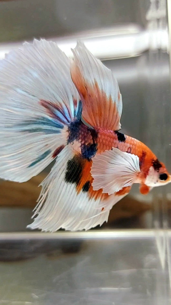 HALFMOON SUPER DUMBO EAR CANDY MEHRFARBIGER BETTA-FISCH