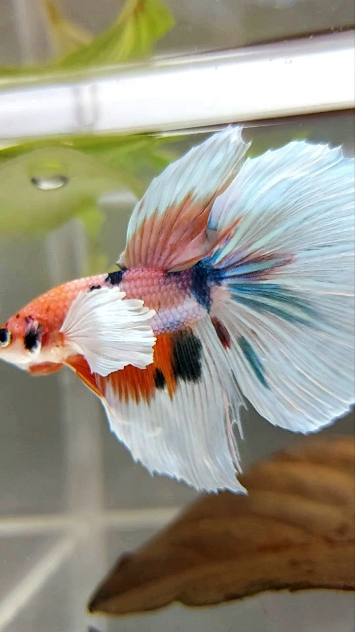 HALFMOON SUPER DUMBO EAR CANDY MULTICOLOR BETTA FISH