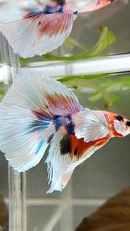 HALFMOON SUPER DUMBO EAR CANDY MEHRFARBIGER BETTA-FISCH