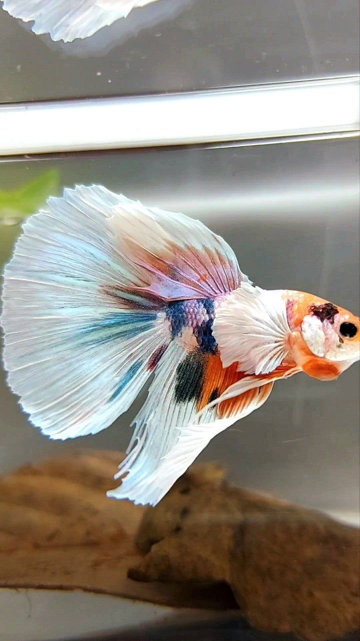 HALFMOON SUPER DUMBO EAR CANDY MEHRFARBIGER BETTA-FISCH