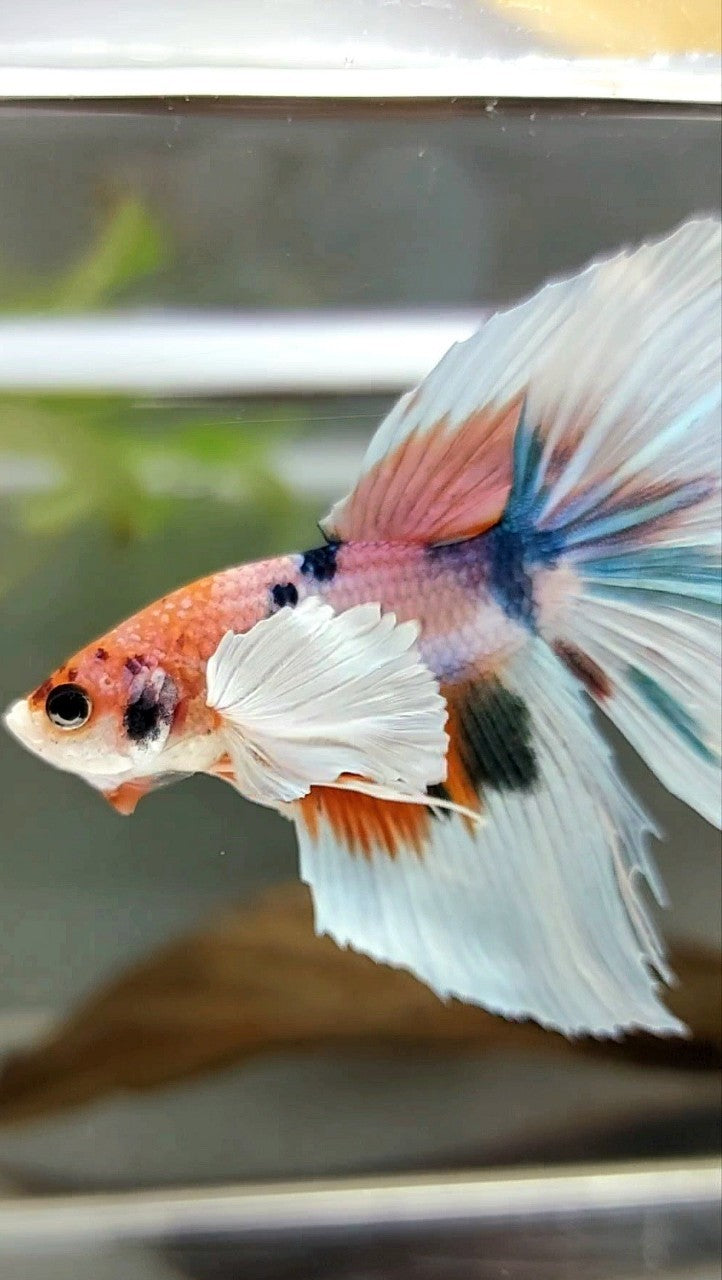 HALFMOON SUPER DUMBO EAR CANDY MEHRFARBIGER BETTA-FISCH