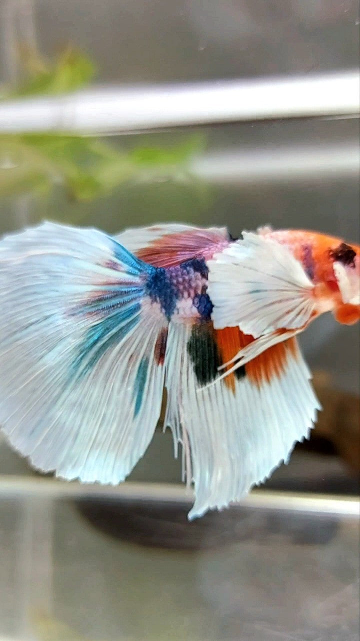 HALFMOON SUPER DUMBO EAR CANDY MULTICOLOR BETTA FISH