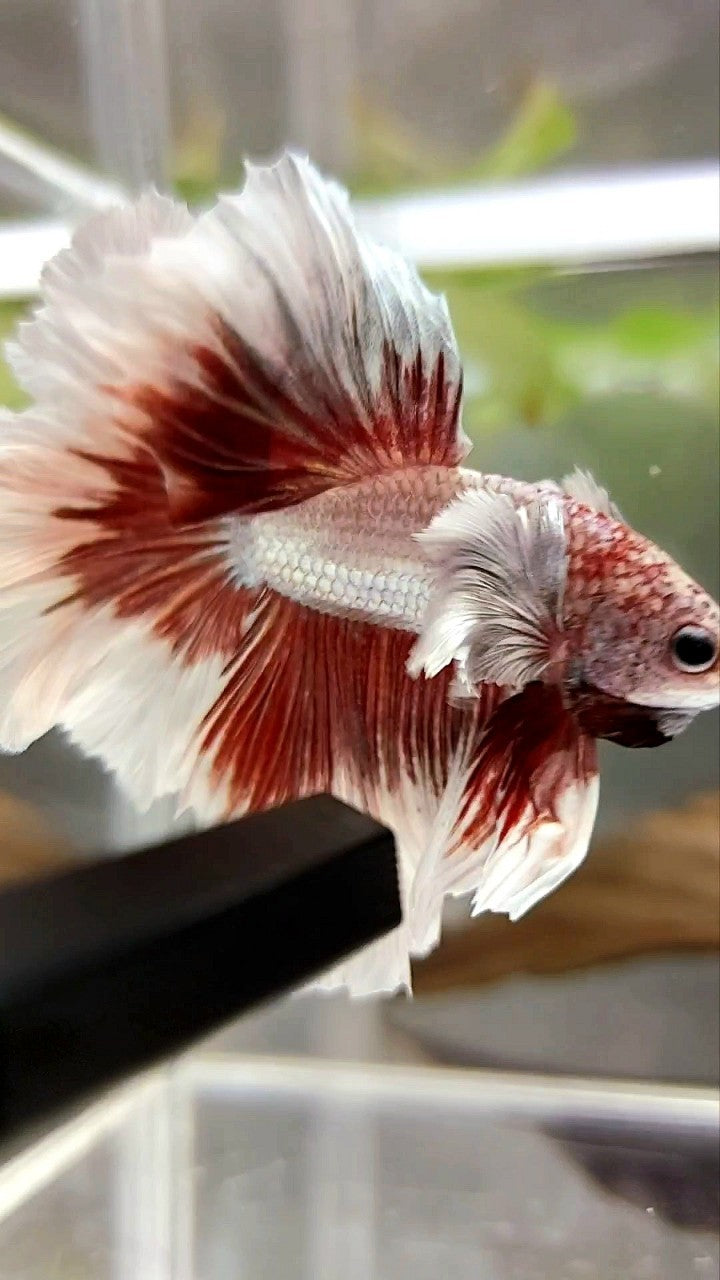 HALFMOON FEATHER TAIL DUMBO EAR ROSEGOLD BUTTERFLY BETTA FISH