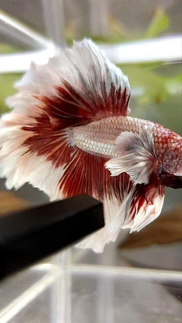 HALFMOON FEATHER TAIL DUMBO EAR ROSEGOLD BUTTERFLY BETTA FISH