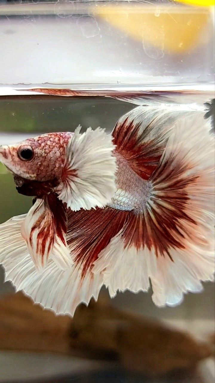 HALBMONDFEDERSCHWANZ DUMBO-OHR ROSEGOLD SCHMETTERLING BETTA FISCH