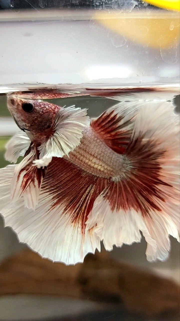 HALBMONDFEDERSCHWANZ DUMBO-OHR ROSEGOLD SCHMETTERLING BETTA FISCH