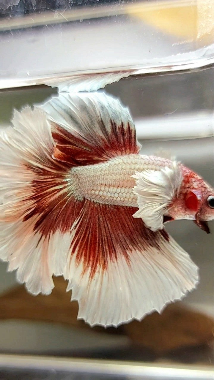 HALBMONDFEDERSCHWANZ DUMBO-OHR ROSEGOLD SCHMETTERLING BETTA FISCH