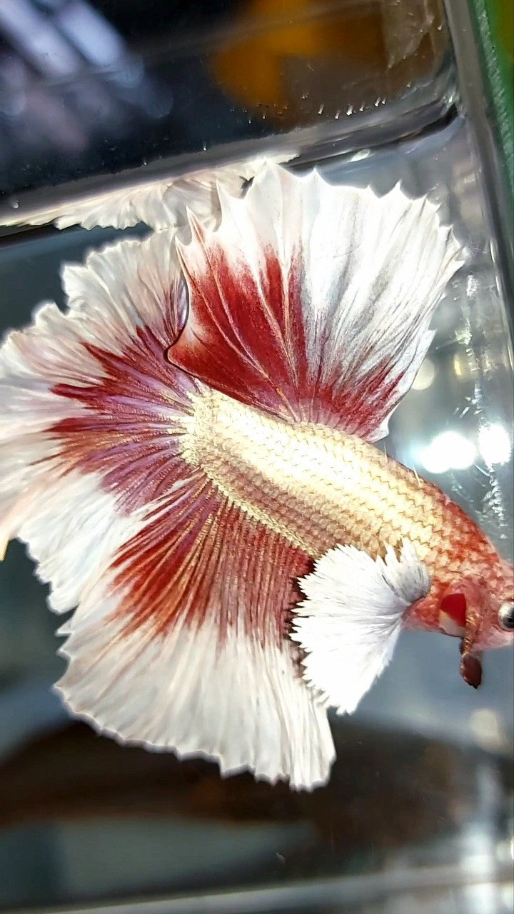 HALBMONDFEDERSCHWANZ DUMBO-OHR ROSEGOLD SCHMETTERLING BETTA FISCH