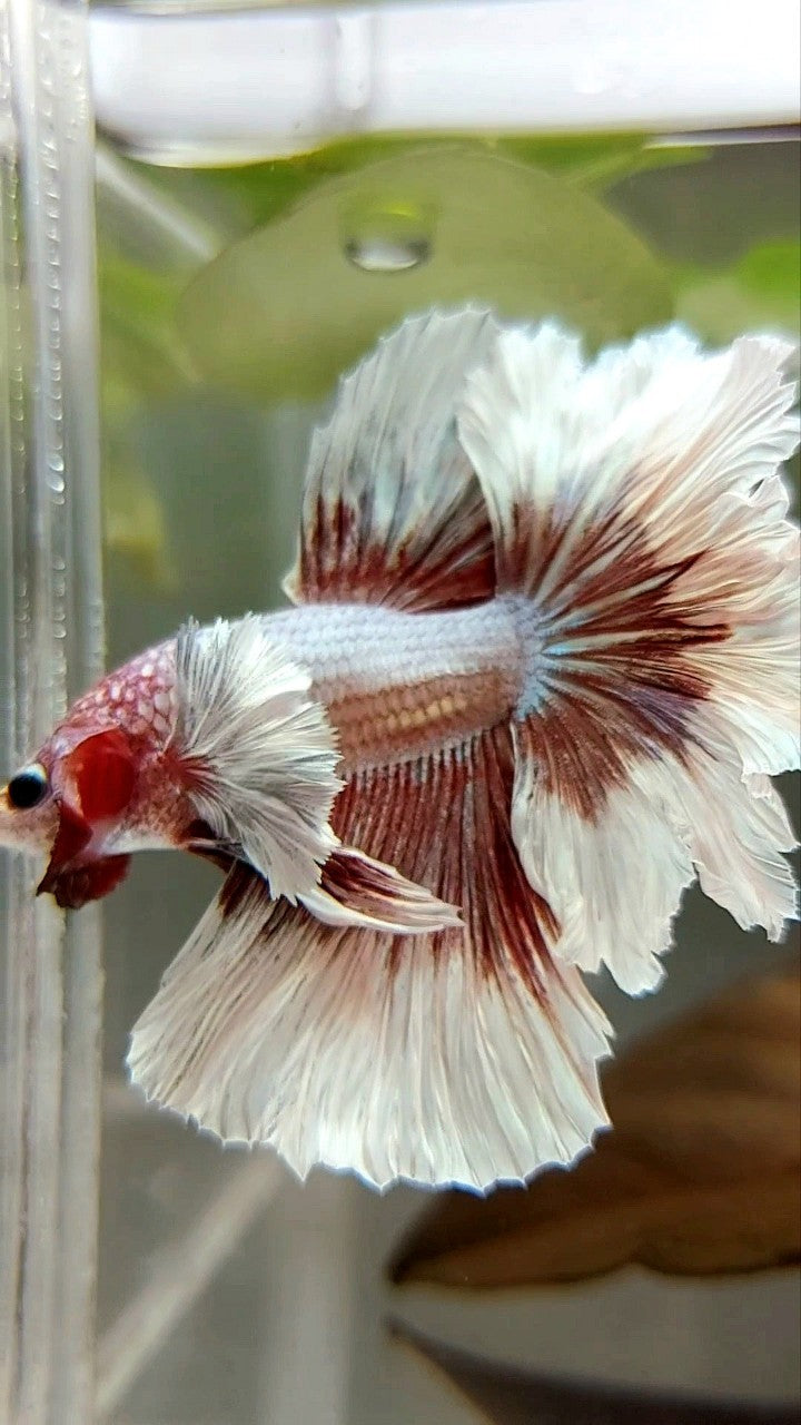 HALBMONDFEDERSCHWANZ DUMBO-OHR ROSEGOLD SCHMETTERLING BETTA FISCH