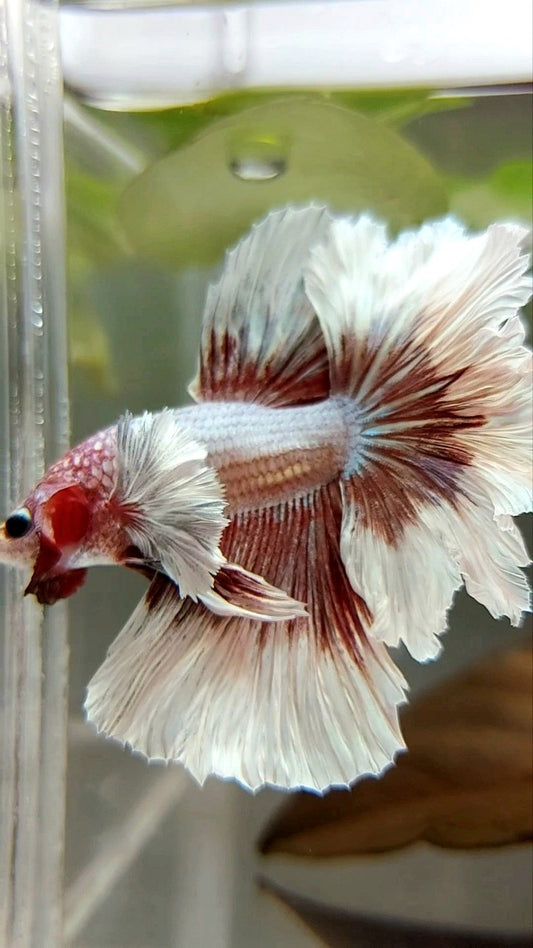 HALFMOON FEATHER TAIL DUMBO EAR ROSEGOLD BUTTERFLY BETTA FISH