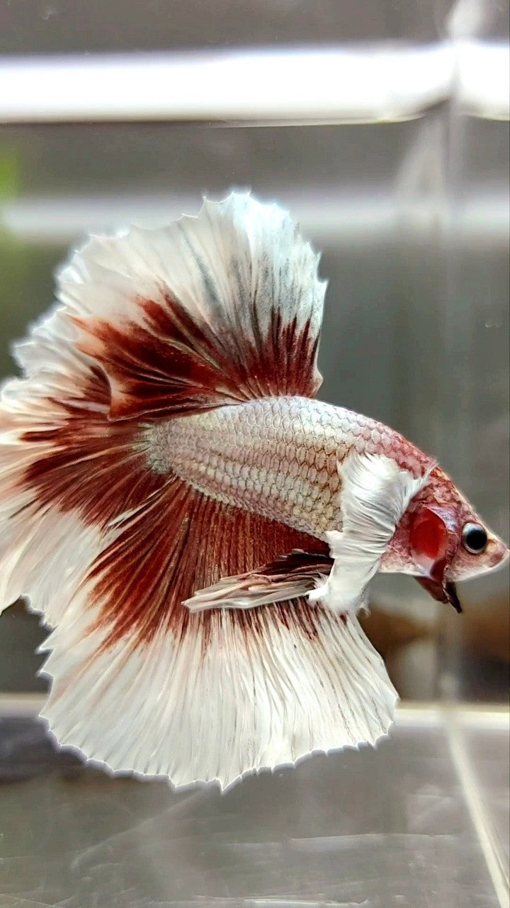 HALFMOON FEATHER TAIL DUMBO EAR ROSEGOLD BUTTERFLY BETTA FISH