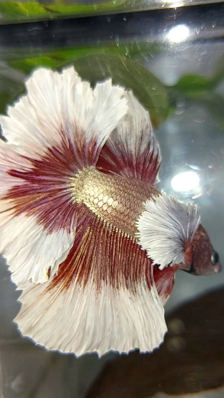 HALBMONDFEDERSCHWANZ DUMBO-OHR ROSEGOLD SCHMETTERLING BETTA FISCH