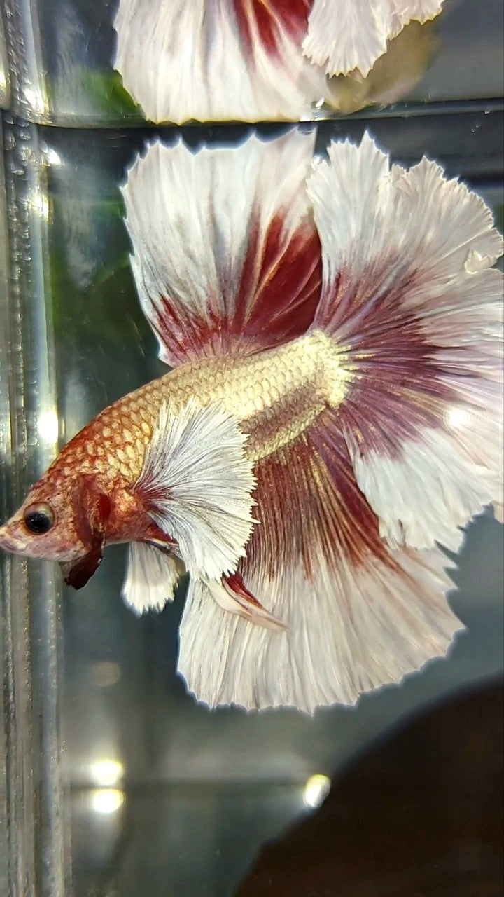 HALBMONDFEDERSCHWANZ DUMBO-OHR ROSEGOLD SCHMETTERLING BETTA FISCH