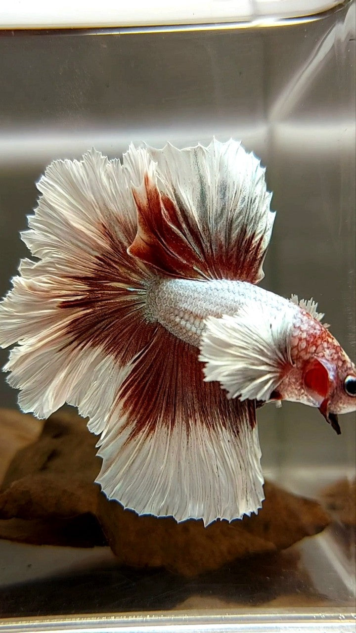 HALBMONDFEDERSCHWANZ DUMBO-OHR ROSEGOLD SCHMETTERLING BETTA FISCH