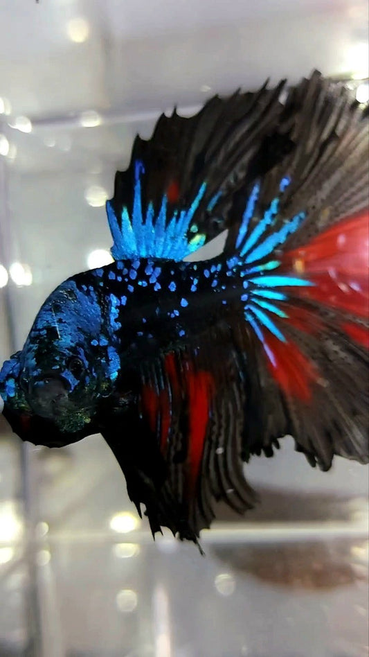 HALFMOON BLACK STAR GALAXY BLUE AVATAR GLITTER BETTA FISH