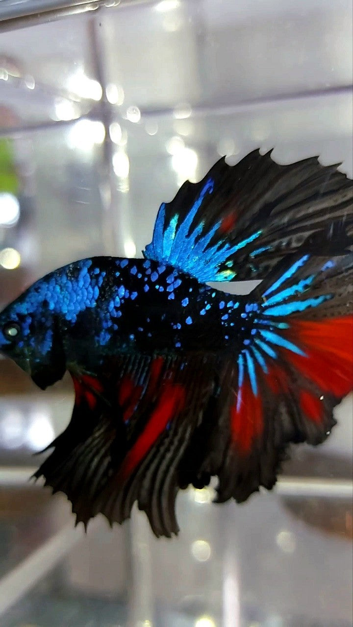 HALFMOON BLACK STAR GALAXY BLUE AVATAR GLITTER BETTA FISH