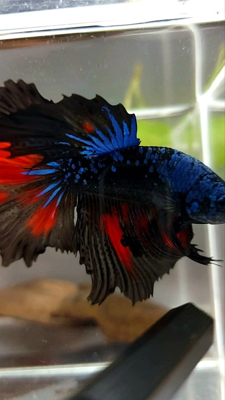 HALFMOON BLACK STAR GALAXY BLUE AVATAR GLITTER BETTA FISH