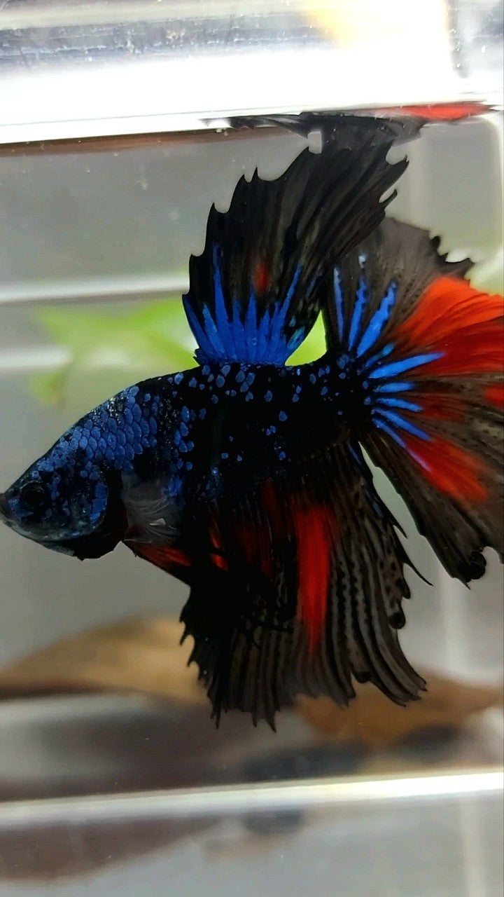 HALFMOON BLACK STAR GALAXY BLUE AVATAR GLITTER BETTA FISH