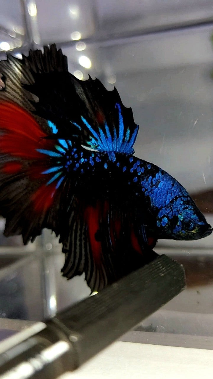 HALFMOON BLACK STAR GALAXY BLAUER AVATAR GLITZER BETTA FISCH