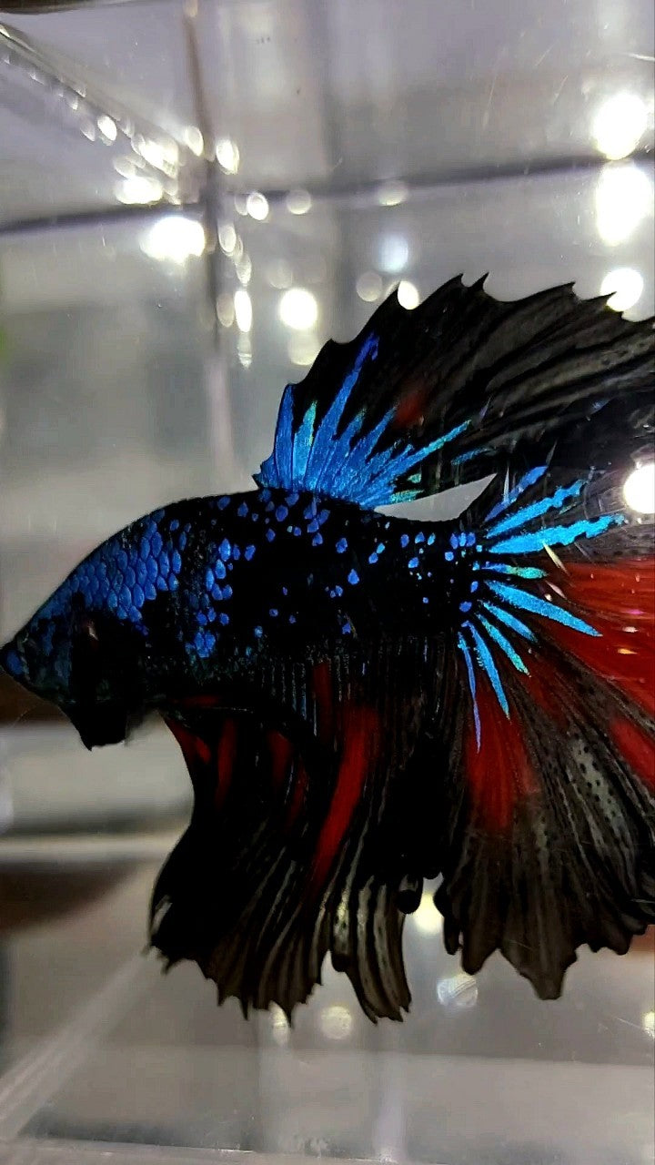 HALFMOON BLACK STAR GALAXY BLAUER AVATAR GLITZER BETTA FISCH