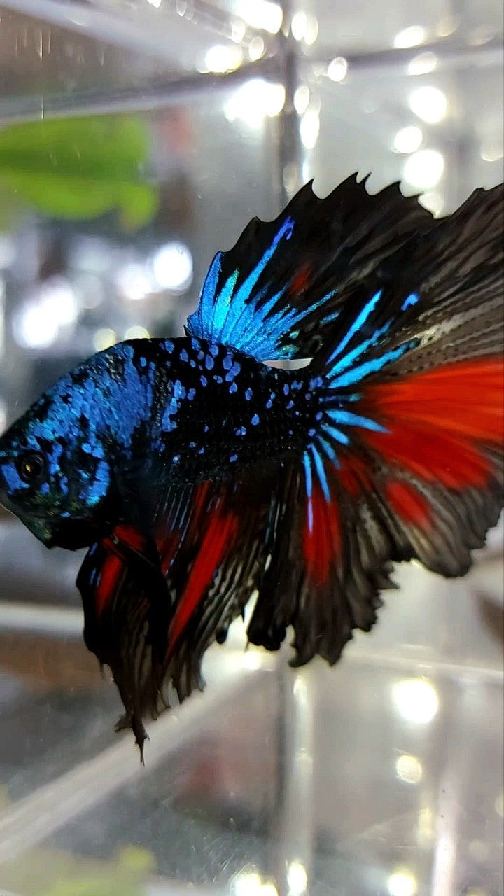 HALFMOON BLACK STAR GALAXY BLUE AVATAR GLITTER BETTA FISH