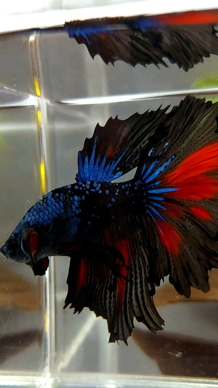 HALFMOON BLACK STAR GALAXY BLUE AVATAR GLITTER BETTA FISH