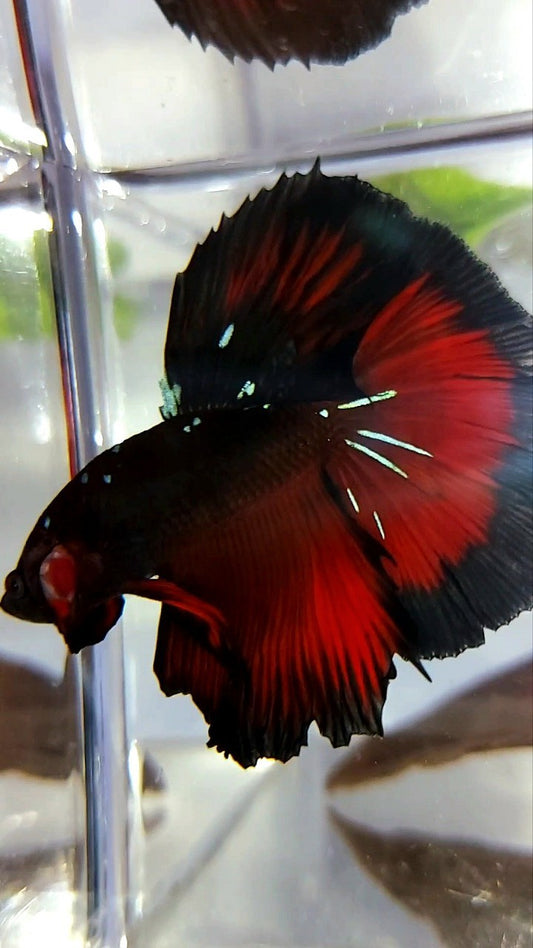 HALFMOON ROSETAIL BLACK GALAXY BLUE AVATAR RED VAMPIRE BETTA FISH