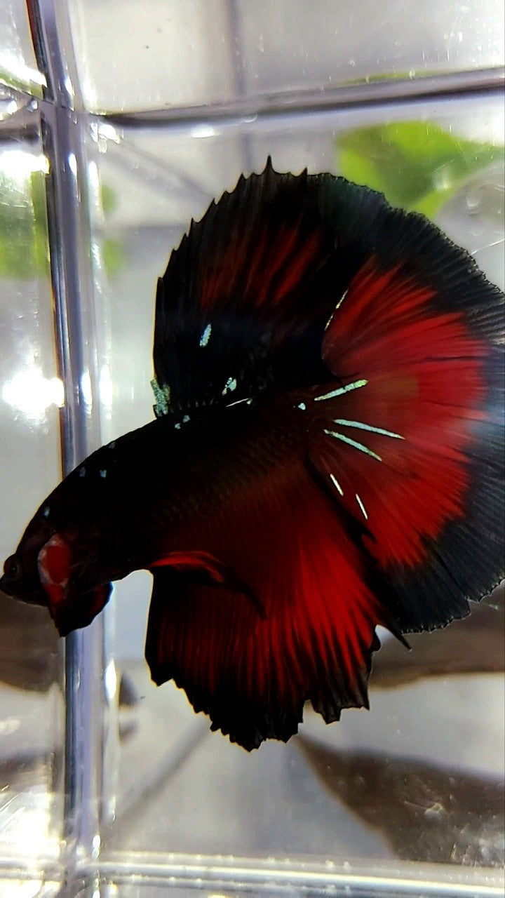 HALFMOON ROSETAIL BLACK GALAXY BLUE AVATAR RED VAMPIRE BETTA FISH