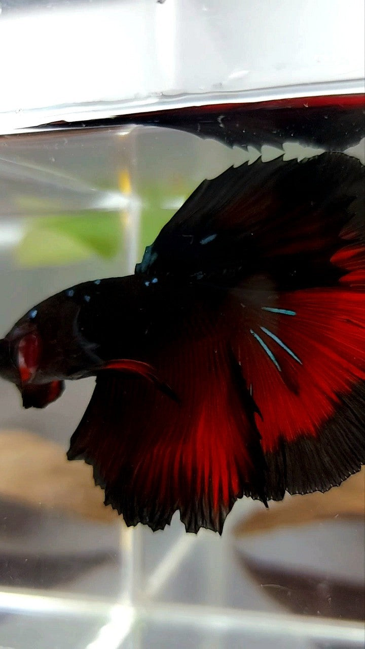 HALFMOON ROSETAIL SCHWARZ GALAXY BLAU AVATAR ROTER VAMPIR BETTA FISCH