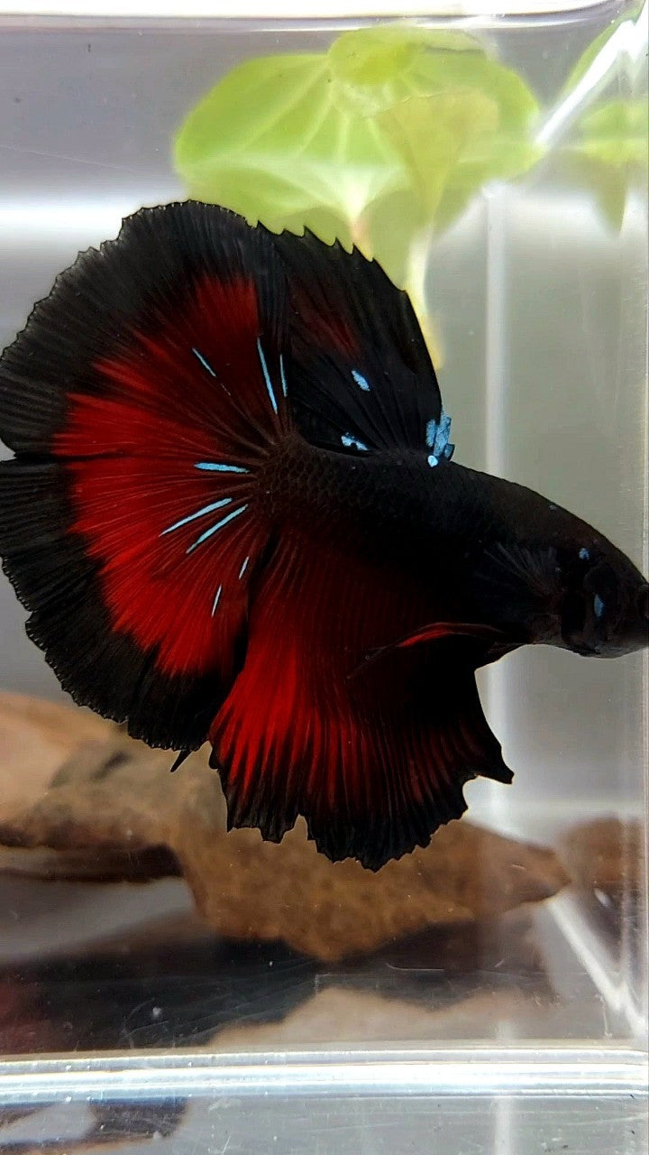 HALFMOON ROSETAIL SCHWARZ GALAXY BLAU AVATAR ROTER VAMPIR BETTA FISCH