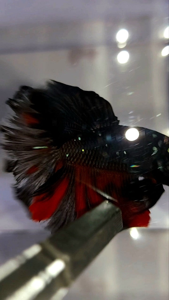 HALFMOON ROSETAIL BLACK GALAXY AVATAR BETTA FISH