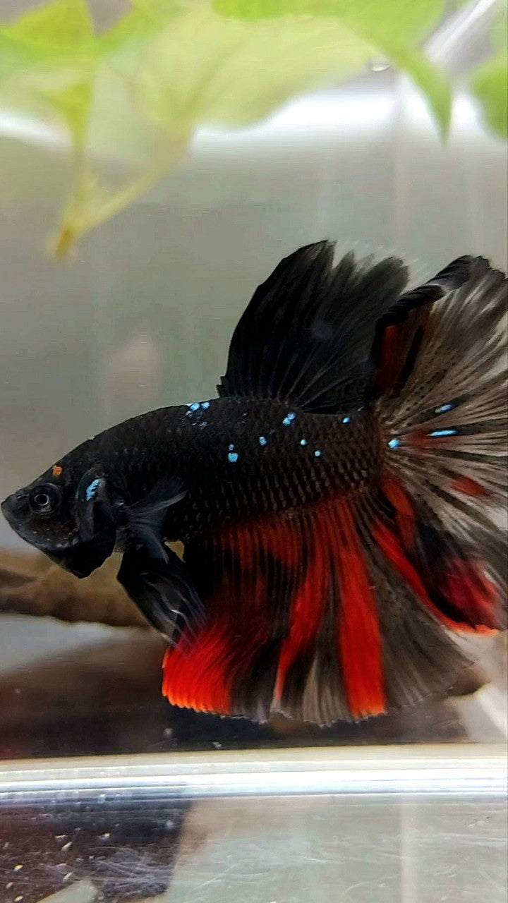 HALFMOON ROSETAIL BLACK GALAXY AVATAR BETTA FISH