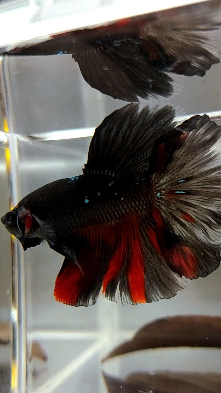 HALFMOON ROSETAIL BLACK GALAXY AVATAR BETTA FISH