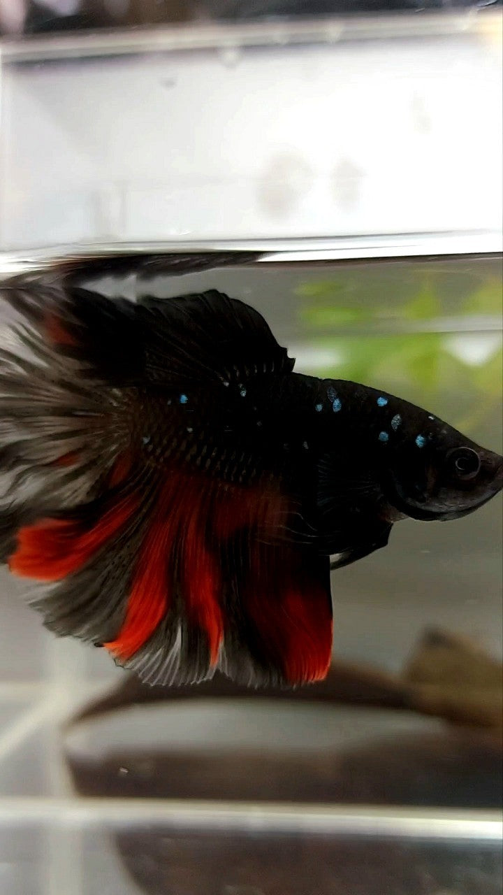 HALFMOON ROSETAIL BLACK GALAXY AVATAR BETTA FISH