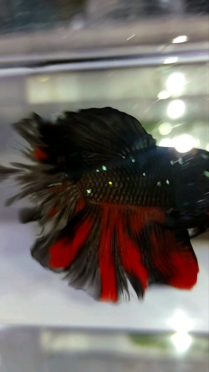 HALFMOON ROSETAIL BLACK GALAXY AVATAR BETTA FISH