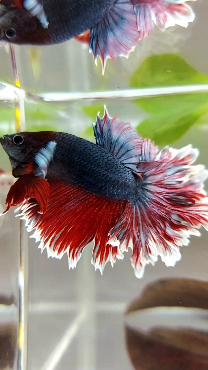 HALFMOON FEATHER TAIL DARK PURPLE BETTA FISH