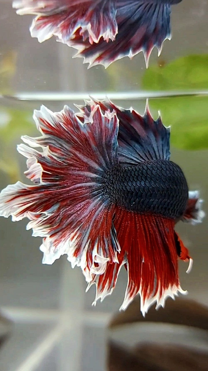 HALFMOON FEATHER TAIL DARK PURPLE BETTA FISH