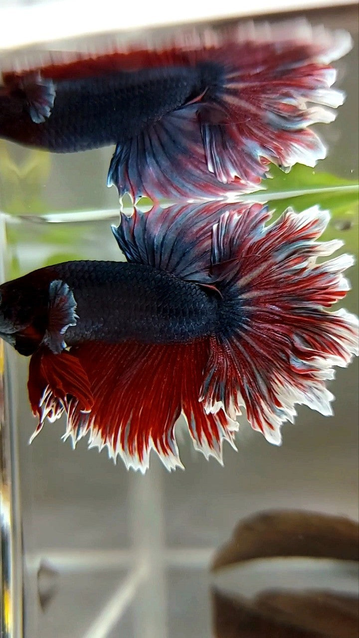 HALFMOON FEATHER TAIL DARK PURPLE BETTA FISH