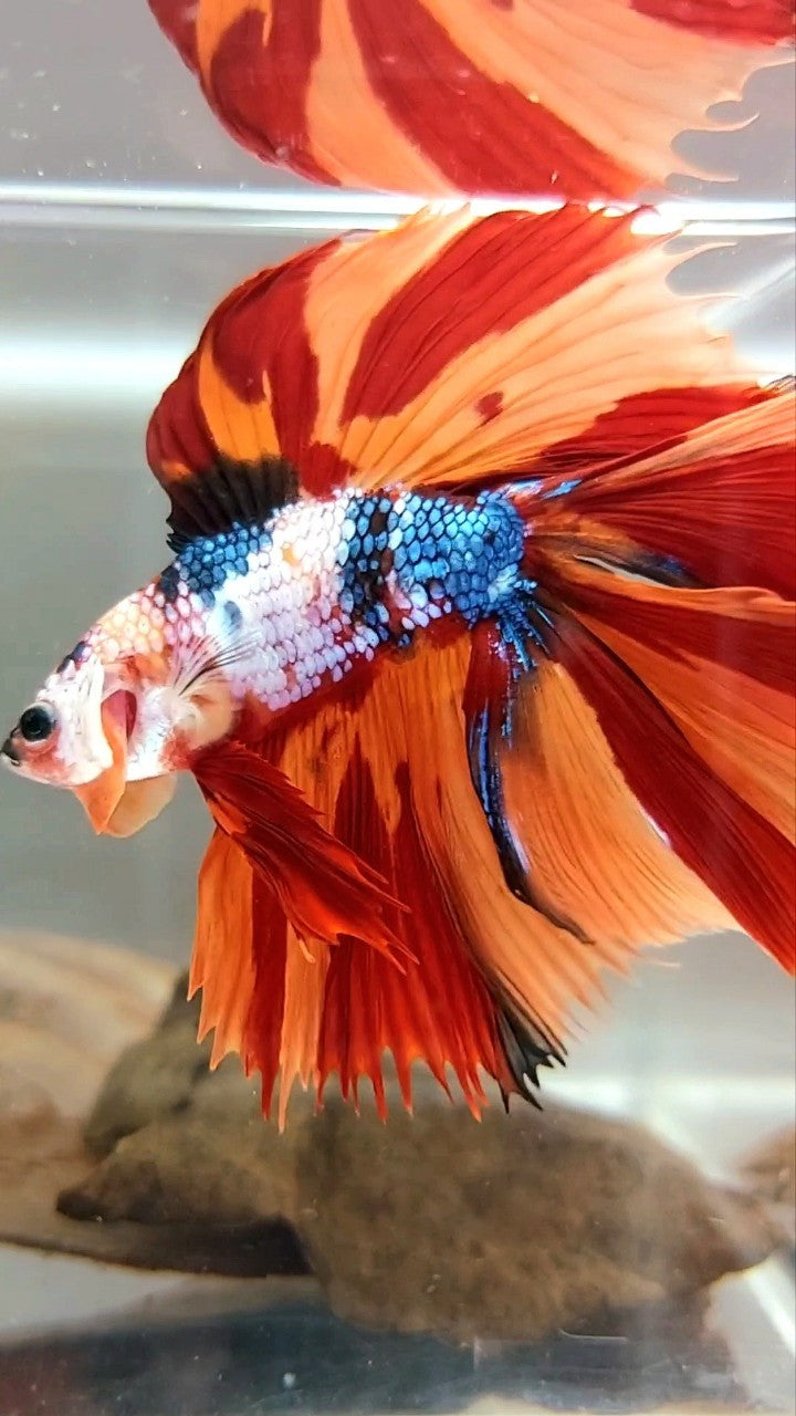 XL HALFMOON OVERTAIL DOUBLE TAIL ORANGE FANCY LEOPARD MULTICOLOR BETTA FISH