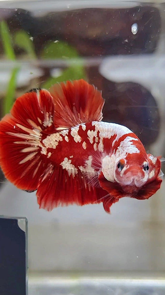 PLAKAT RED GOLD GALAXY SNOW RGG BETTA FISH