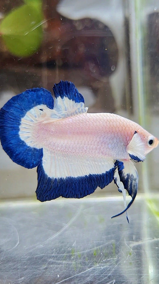HMPK BLUE RIM BUTTERFLY BETTA FISH